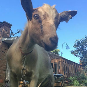 Meet your Posher, Trinity